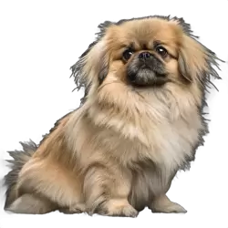 Imagen PNG para descargar